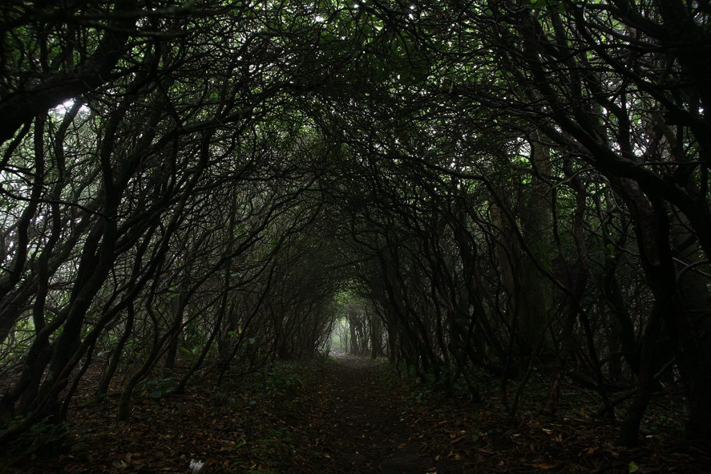 Mountain Laurel Tunnel on Mount Pisgah "Mountain Laurel Tunnel" by Eric McCarty