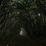 "Mountain Laurel Tunnel" by Eric McCarty