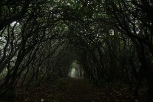 "Mountain Laurel Tunnel" by Eric McCarty