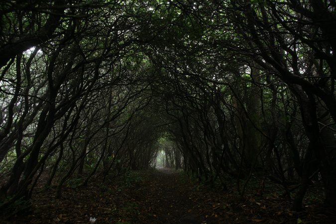 "Mountain Laurel Tunnel" by Eric McCarty
