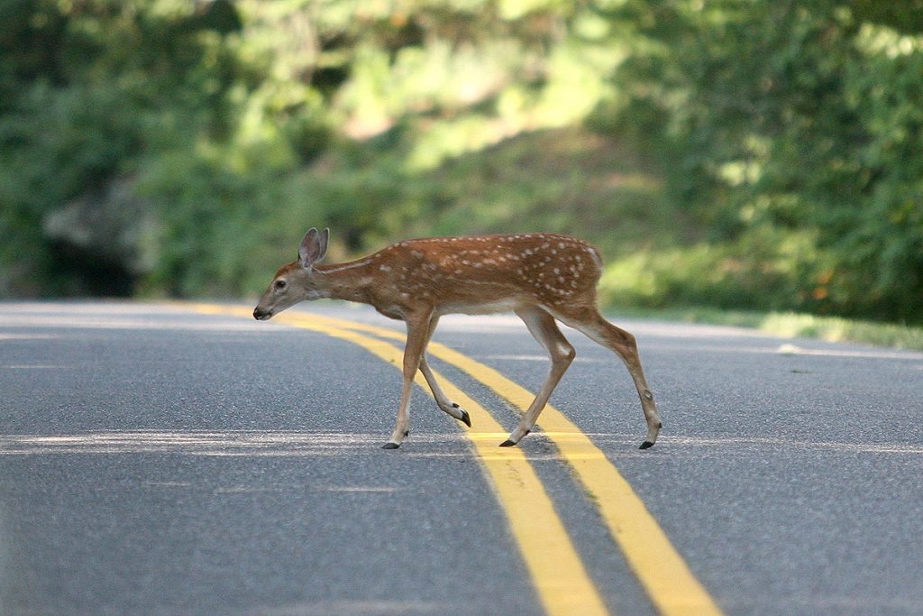 "Fawn on the Parkway" by Eric McCarty