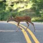 "Fawn on the Parkway" by Eric McCarty