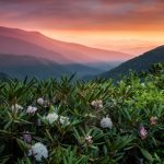 "Rosebay Rhododendron Sunrise - Mount Mitchell" by Rob Travis