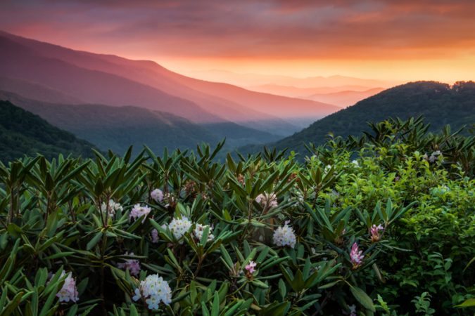 "Rosebay Rhododendron Sunrise - Mount Mitchell" by Rob Travis