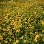 "Moses Cone Park Meadow" by Victor Ellison Fine Art Photography