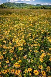 "Moses Cone Park Meadow" by Victor Ellison Fine Art Photography