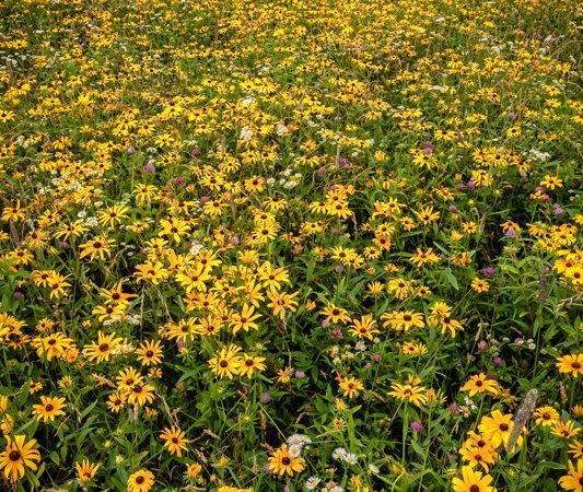 "Moses Cone Park Meadow" by Victor Ellison Fine Art Photography