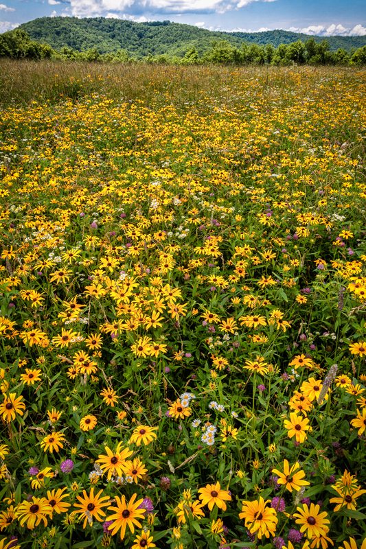 "Moses Cone Park Meadow" by Victor Ellison Fine Art Photography