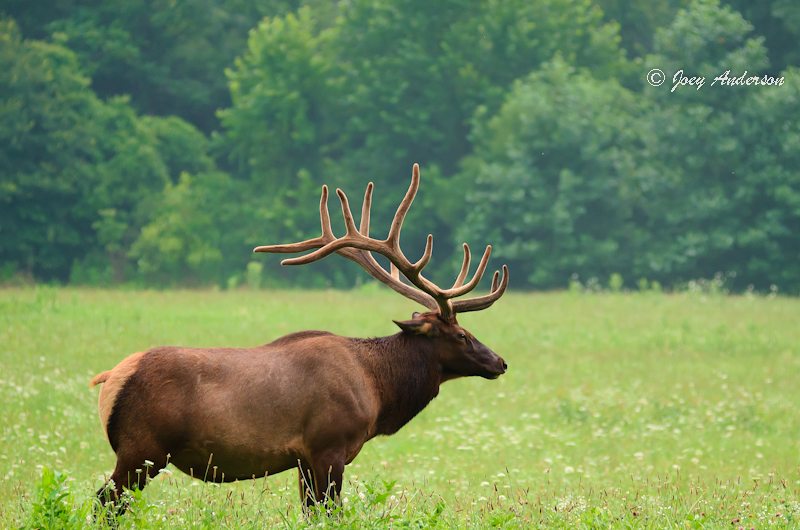 "Oconaluftee Elk" by Joey Anderson