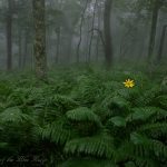 Ferns and Sunflower - Apple Orchard Mountain
