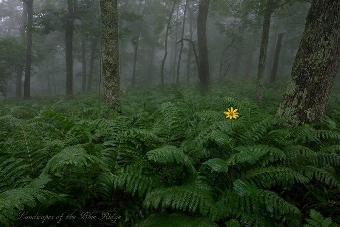 Ferns and Sunflower - Apple Orchard Mountain