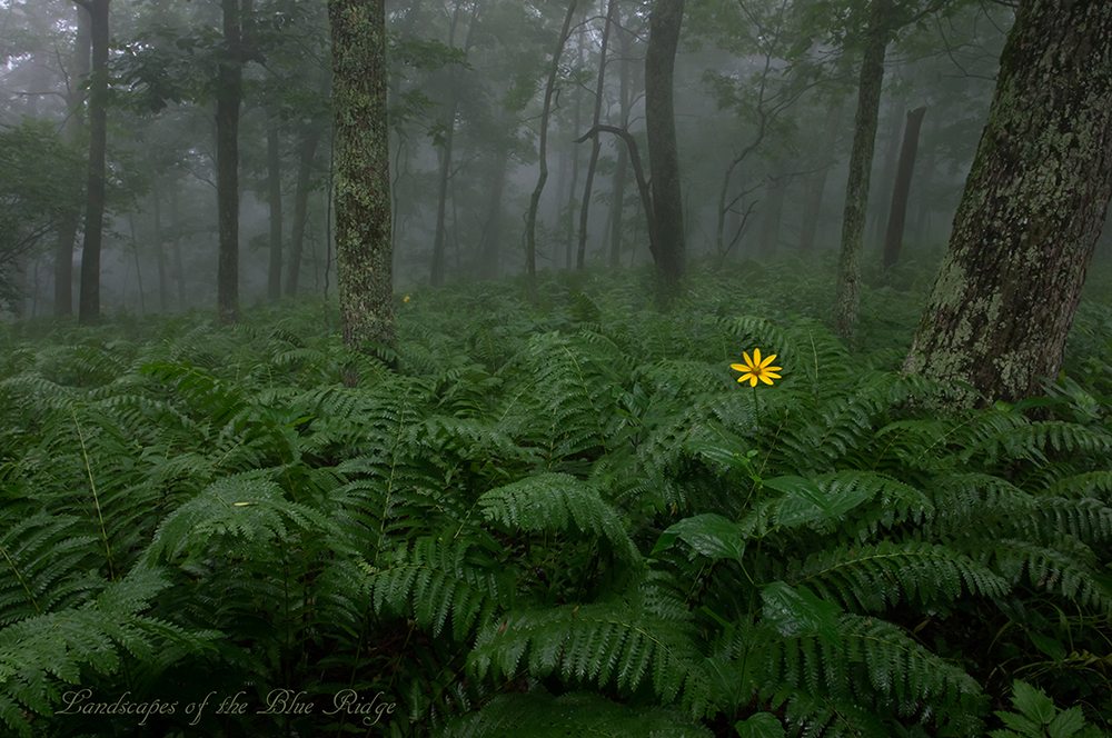"Ferns and Sunflower - Apple Orchard Mountain" by Jeff Hammond