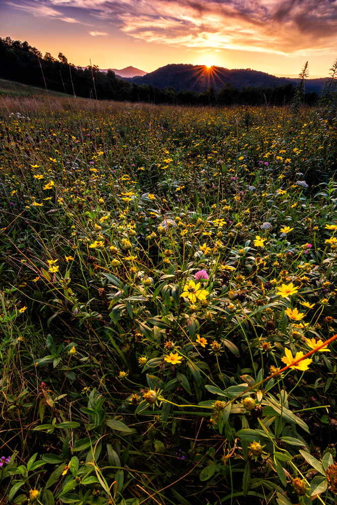 "Wildflowers, Moses Cone Park Milepost 294" by Victor Ellison Fine Art Photography