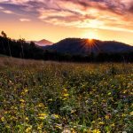 "Wildflowers, Moses Cone Park Milepost 294" by Victor Ellison Fine Art Photography