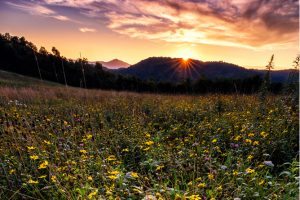 "Wildflowers, Moses Cone Park Milepost 294" by Victor Ellison Fine Art Photography