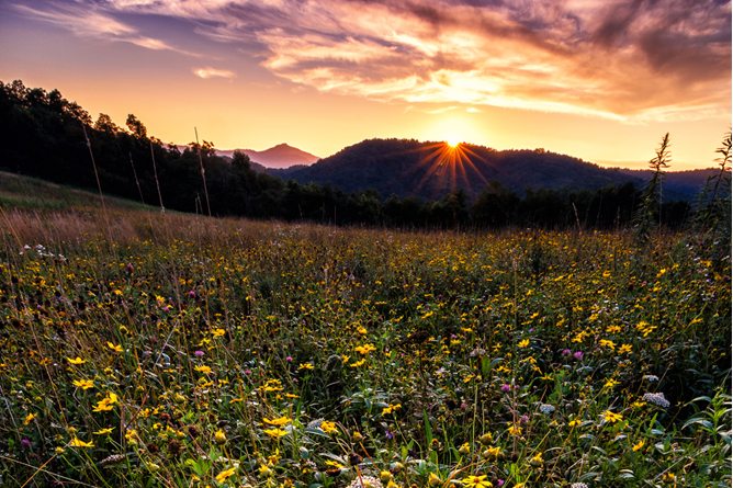 "Wildflowers, Moses Cone Park Milepost 294" by Victor Ellison Fine Art Photography