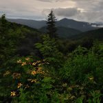 "Coneflowers at Mt. Pisgah Parking Area" by Jeff Burcher Photography