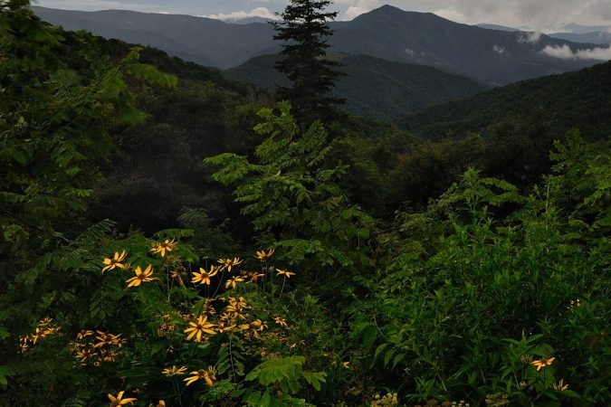 "Coneflowers at Mt. Pisgah Parking Area" by Jeff Burcher Photography
