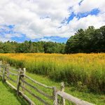 "Goldenrod at Entrance To Linville Falls Milepost 316" by Sue Tarkenton