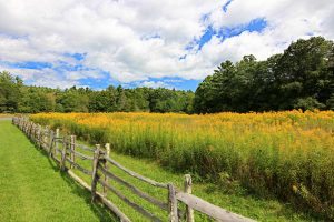 "Goldenrod at Entrance To Linville Falls Milepost 316" by Sue Tarkenton