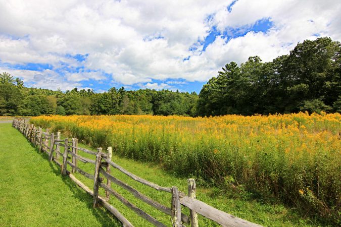 "Goldenrod at Entrance To Linville Falls Milepost 316" by Sue Tarkenton
