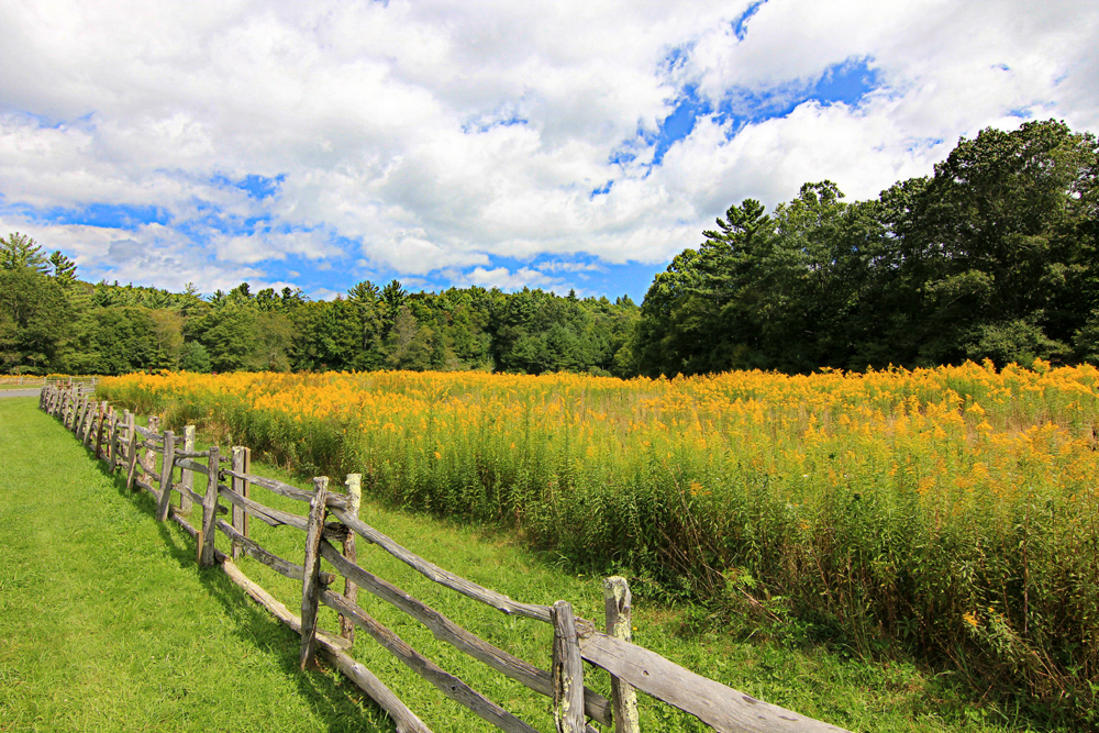 "Goldenrod at Entrance To Linville Falls Milepost 316" by Sue Tarkenton