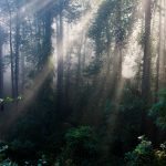 "Sunny Woods near Milepost 398" by Deborah Scannell Photography