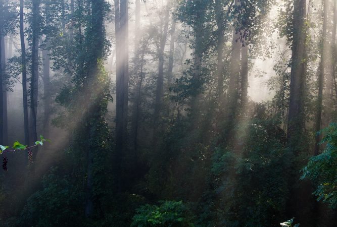 "Sunny Woods near Milepost 398" by Deborah Scannell Photography