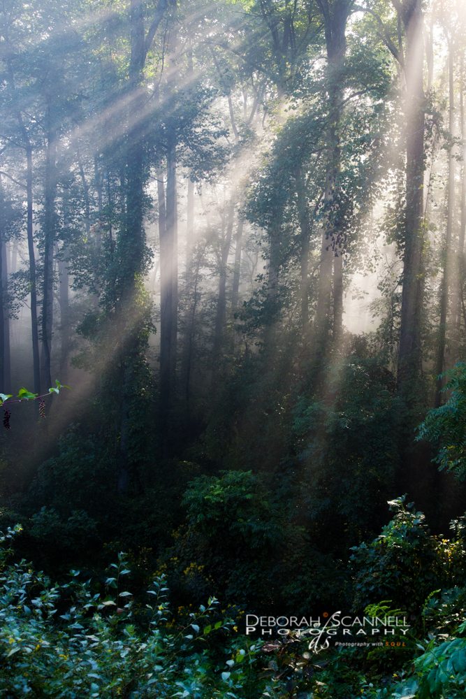 "Sunny Woods near Milepost 398" by Deborah Scannell Photography
