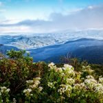"Craggy Gardens Wildflowers" by Deborah Scannell Photography