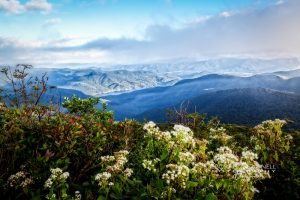 "Craggy Gardens Wildflowers" by Deborah Scannell Photography
