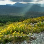 "Goldenrod at Blue Ridge Parkway Milepost 420" by Jason Penland Photography