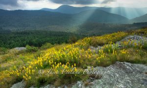 "Goldenrod at Blue Ridge Parkway Milepost 420" by Jason Penland Photography