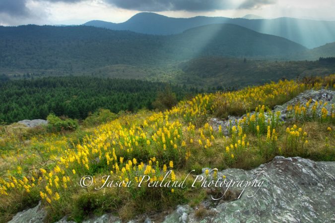 "Goldenrod at Blue Ridge Parkway Milepost 420" by Jason Penland Photography