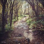 "Craggy Gardens, Milepost 364" by Abraham Wiles