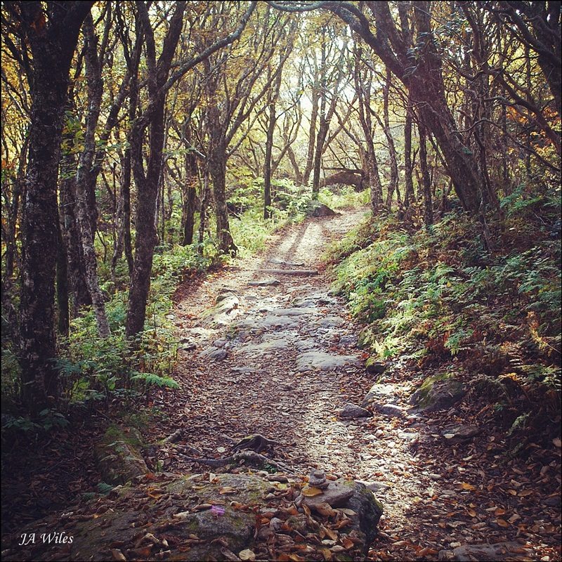 "Craggy Gardens, Milepost 364" by Abraham Wiles