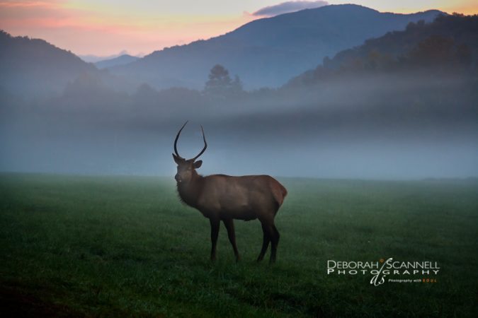 "Majestic Morning With A Young Bull Elk" by Deborah Scannell Photography