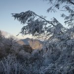"Rime Ice Near Balsam NC" by Luis Diaz