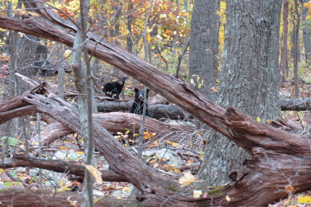 "Black Bears, Skyline Drive" by Patrick Hegler