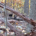 "Black Bears, Skyline Drive" by Patrick Hegler
