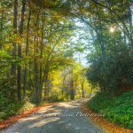 "October Road at Mt. Mitchell" by Jason Penland Photography