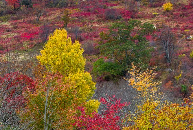 "Graveyard Fields – Milepost 439.0" by John MacLean Photography