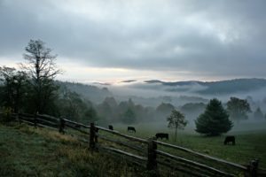 "Foggy Morning at Doughton Park, Milepost 241" by Stephanie Puckett