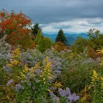 "Mountain Ash & Wildflowers" by Gwen Cross Photography