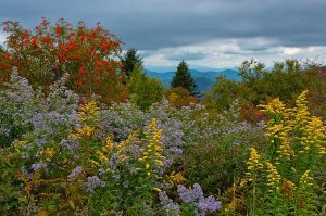 "Mountain Ash & Wildflowers" by Gwen Cross Photography