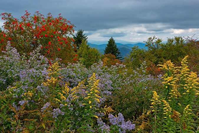 "Mountain Ash & Wildflowers" by Gwen Cross Photography