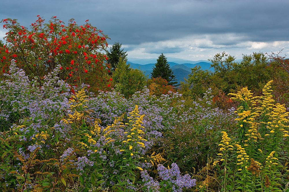 "Mountain Ash & Wildflowers" by Gwen Cross Photography