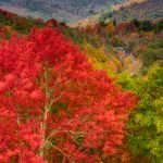 "Blue Ridge Parkway at Graveyard Fields" by Terry Barnes