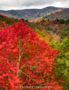 "Blue Ridge Parkway at Graveyard Fields" by Terry Barnes