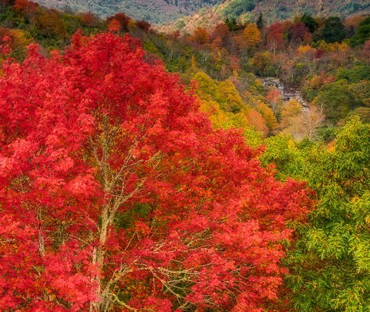 "Blue Ridge Parkway at Graveyard Fields" by Terry Barnes